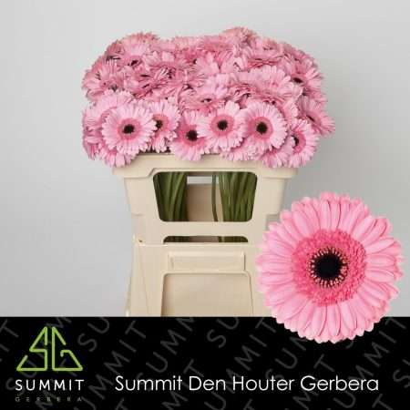 Bicolor Rózsaszín Gerbera (Mini Petticoat) 50cm