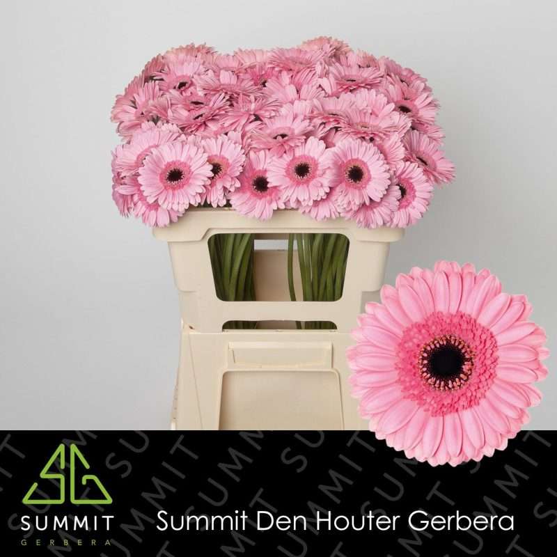 Bicolor Rózsaszín Gerbera (Mini Petticoat) 50cm