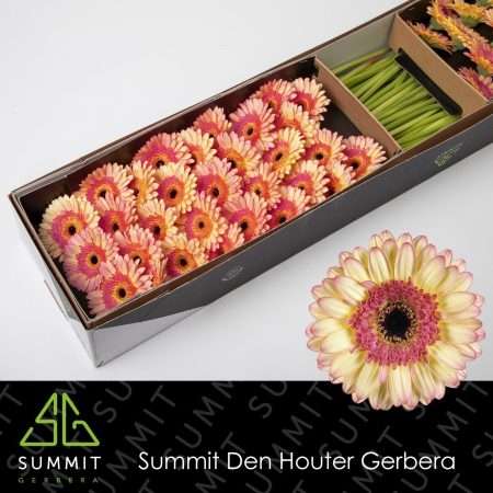 Bicolor Narancs/Sárga Gerbera (Mini Prosecco) 45cm