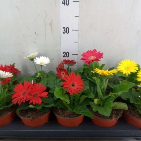 Gerbera (Open Air Mix) -12/18cm