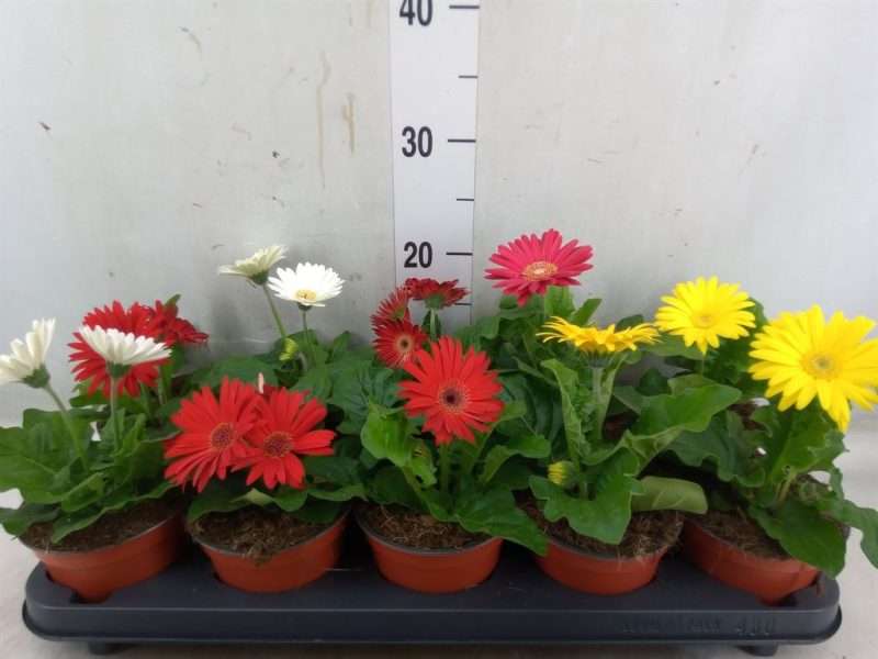 Gerbera (Open Air Mix) -12/18cm