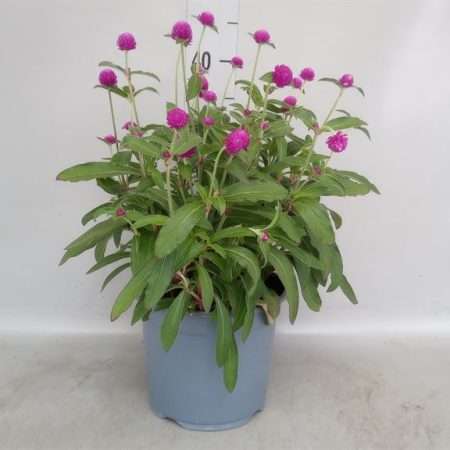 Gomphrena globosa- Pink Bíborka 19/40cm