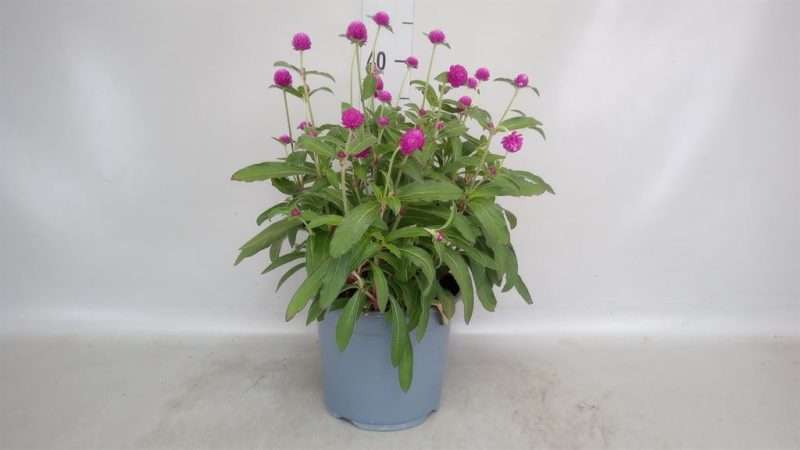 Gomphrena globosa- Pink Bíborka 19/40cm