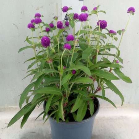 Gomphrena globosa-Hot Pink Bíborka 19/40cm