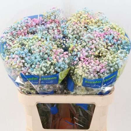 Gypso Pa Xlence (EQ Pastel Tinted) 70cm