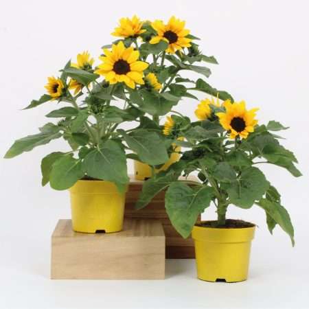 Helianthus- Napraforgó (Funshine) 15/40cm