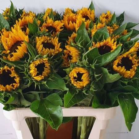 Helianthus- Napraforgó (Sunrich Orange) 80cm