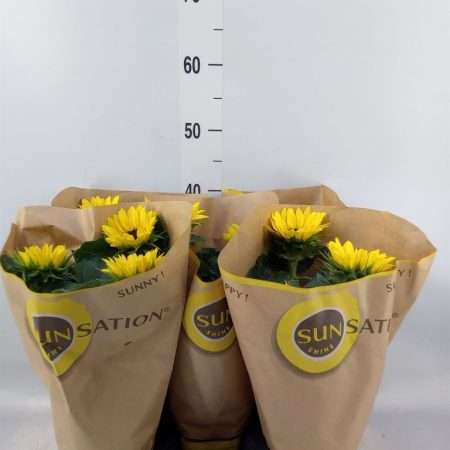 Helianthus- Napraforgó (Sunsation) 13/35cm