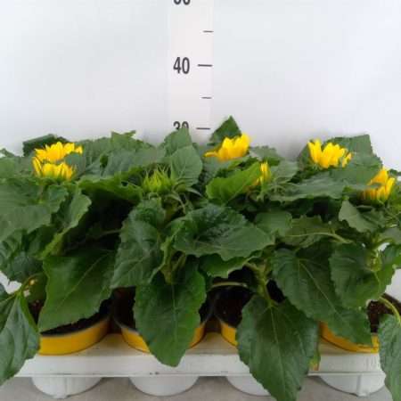 Helianthus- Napraforgó (Sunsation) 13/30cm