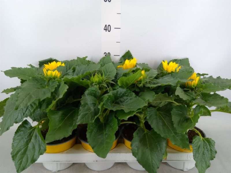 Helianthus- Napraforgó (Sunsation) 13/30cm