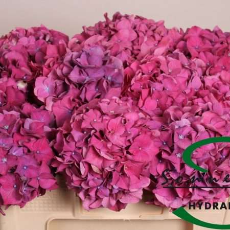 Hydrangea- Hortenzia Rózsaszín (Glowing Alps) 50cm