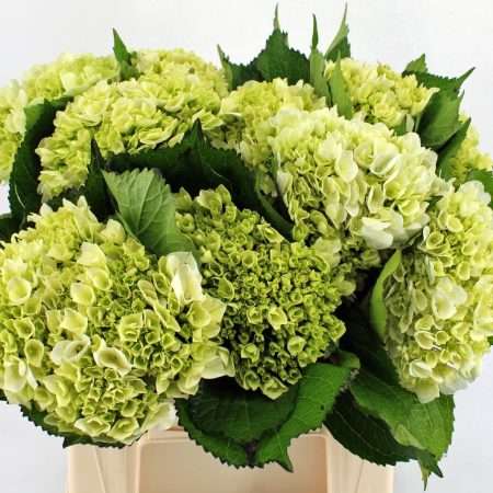 Hydrangea- Hortenzia (Lima) 45cm