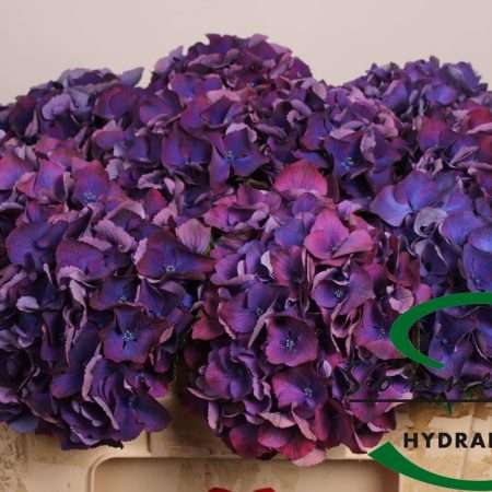 Hydrangea- Hortenzia Lila (Royal Prestige) 50cm