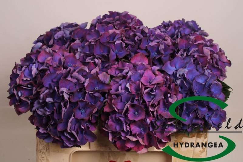 Hydrangea- Hortenzia Lila (Royal Prestige) 50cm