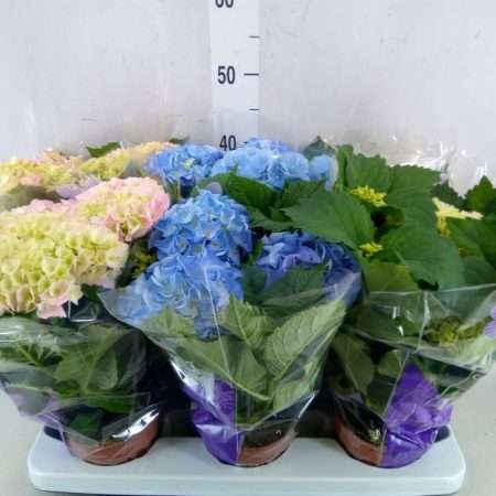 Hydrangea mac.-Kerti Hortenzia (Mix) 14/35cm