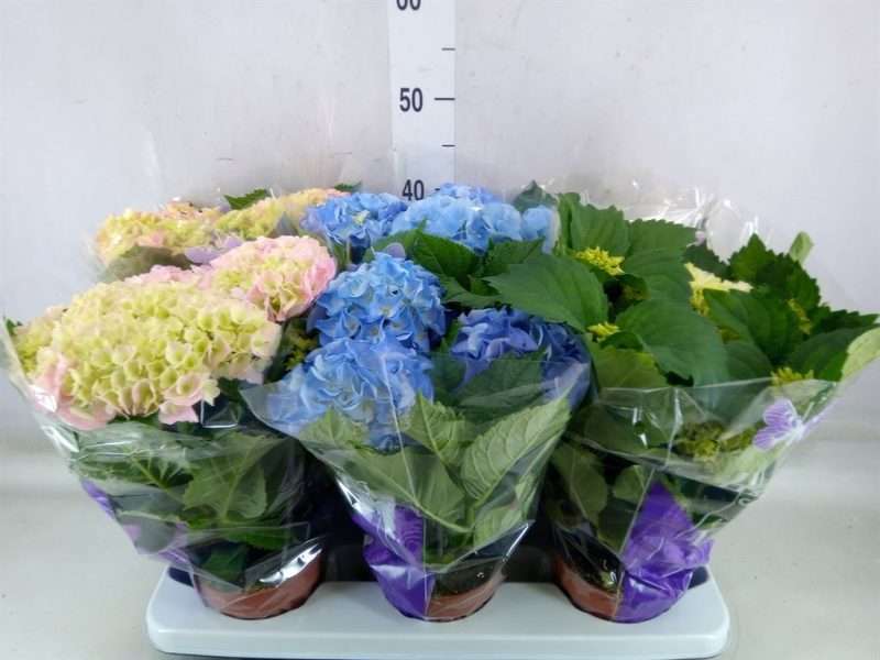 Hydrangea mac.-Kerti Hortenzia (Mix) 14/35cm