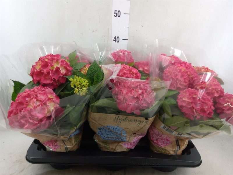 Hydrangea- Hortenzia (DutchLadies Selma 4 fejű) 13/35cm