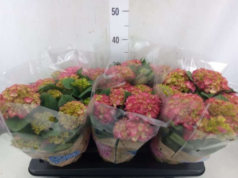Hydrangea- Hortenzia (DutchLadies Selma 5+ fejű) 13/35cm