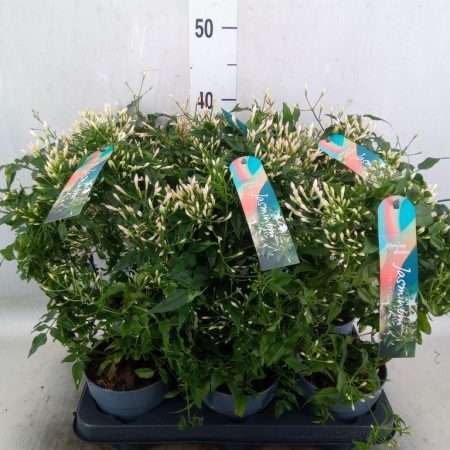 Jasmin Polyanthum- Sokvirágú Jázmin (White) 12/40cm