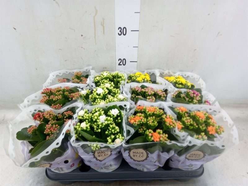 Korallvirág (Rosebud Mix 5 Color) 9/19cm