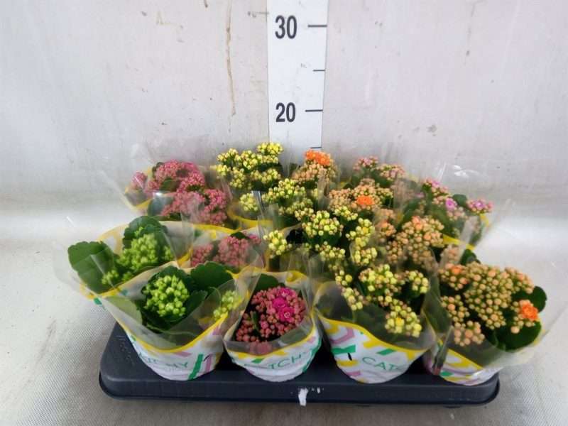Korallvirág (Rosebud Mix 5 Color) 8/15cm