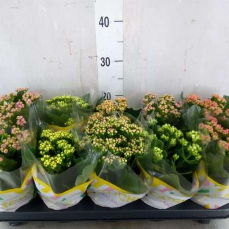Korallvirág (Rosebud Catchy Season Mix 5 Colour) 10,5/23cm