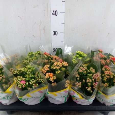Korallvirág (Rosebud Mix 5 Colour) 10,5/23cm