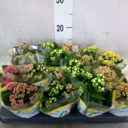 Korallvirág (Rosebud Mix 5 Color) 8/15cm