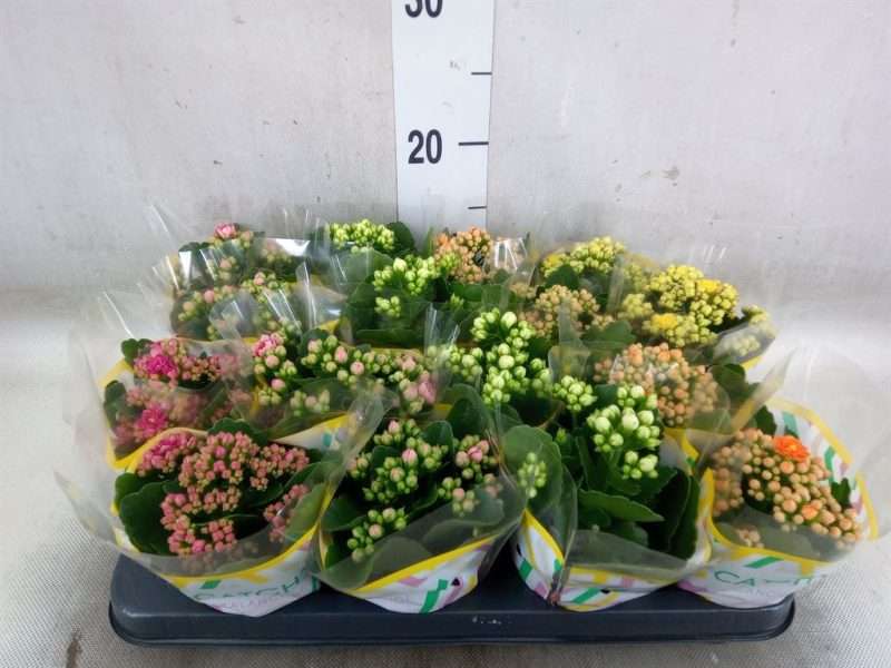 Korallvirág (Rosebud Mix 5 Color) 8/15cm