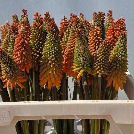 Kniphofia - Fürtös Fáklyaliliom (Alcazar) 60cm