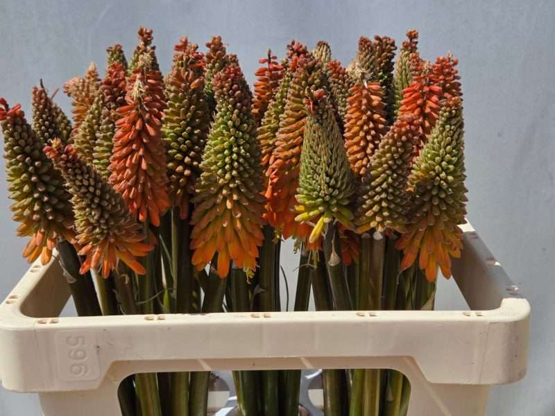 Kniphofia - Fürtös Fáklyaliliom (Alcazar) 60cm