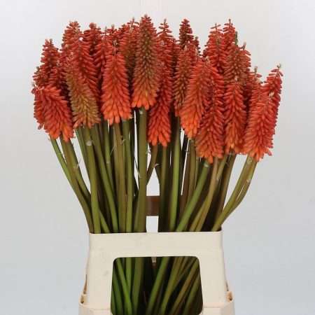 Kniphofia - Fürtös Fáklyaliliom (Alcazar) 70cm