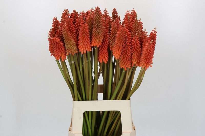 Kniphofia - Fürtös Fáklyaliliom (Alcazar) 70cm