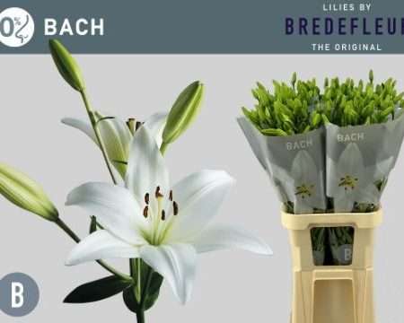 Fehér Liliom (Long Aziatic Bach) 90cm