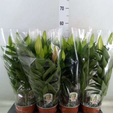 Liliom Oriental (After Eight) 13/46cm
