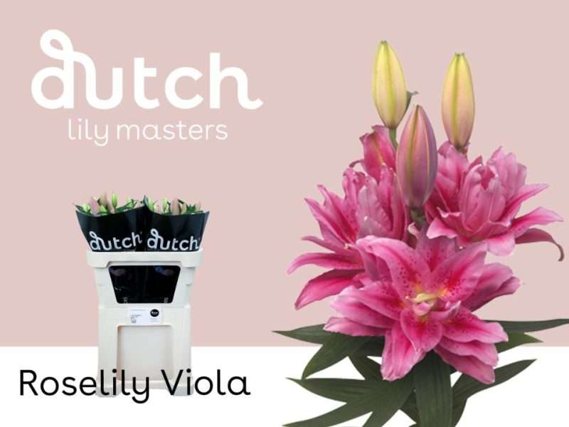 Rózsaszín Liliom (OR Roselily Viola) 85cm