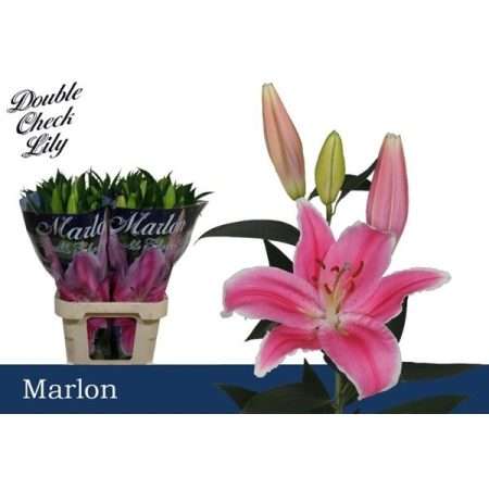 Rózsaszín Liliom (OR Marlon) 95cm