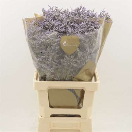 Lila Limonium- Sóvirág (Safora Lilac) 80cm