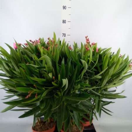 Leander Pink (Nerium Oleander) 14/50cm
