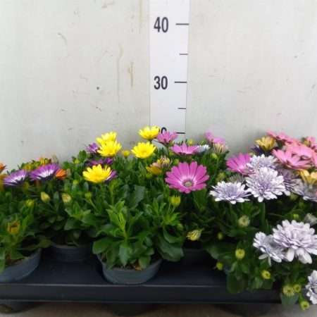 Osteospermum- Cseppecskevirág (Mix) 10,5/16cm