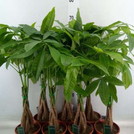 Pachira Aquatica- Vadkakaó 14/65cm
