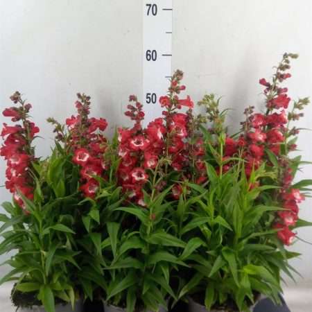 Penstemon hartwegii- Piros bugatölcsér (Tubular Bells Red) 15/40cm