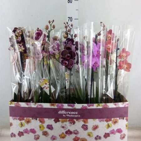 Phalaenopsis- Orchidea (Colour Mix/ 2 ágú) 12/60cm