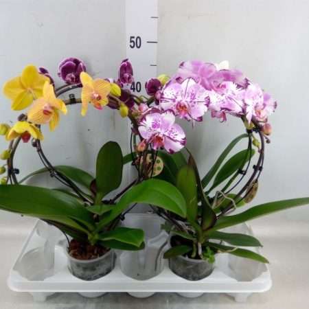 Phalaenopsis- Orchidea (Spiegelboog Mix/ 1 ágú) 12/50cm