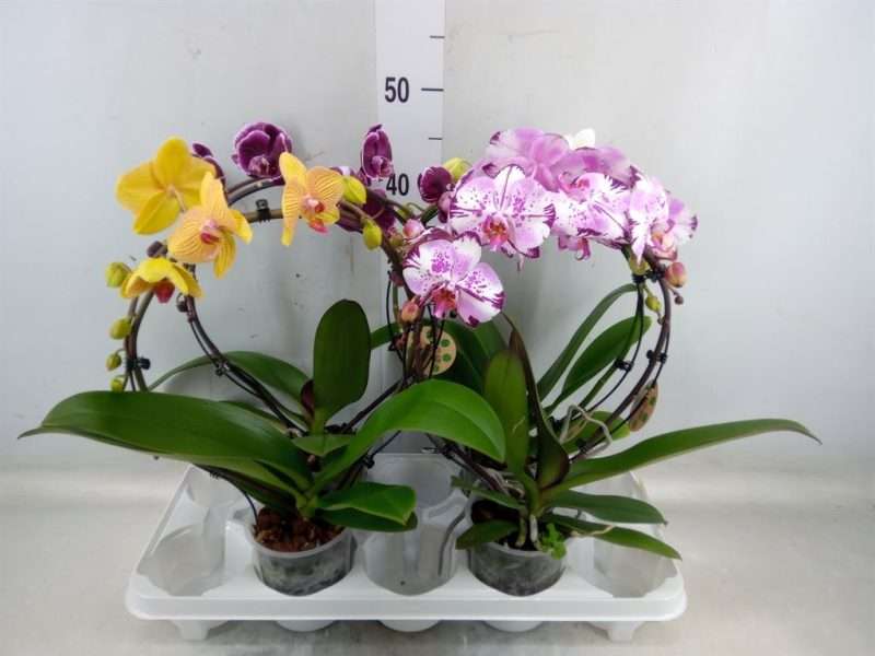 Phalaenopsis- Orchidea (Spiegelboog Mix/ 1 ágú) 12/50cm