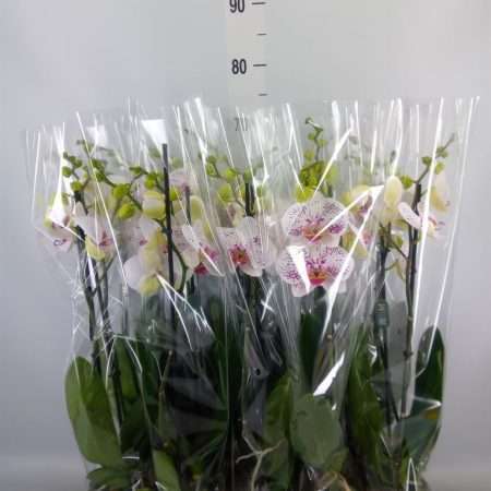Phalaenopsis- Orchidea (Bohemian Goya- 2 ágú) 12/70cm