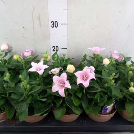 Platycodon Grandiflorus- Léggömvirág (Astra Pink)- Rózsaszín 12/25cm