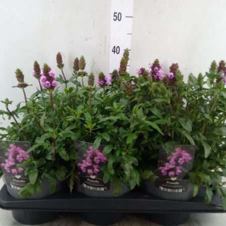 Prunella grandiflora- Nagyvirágú gyíkfű 17/40cm