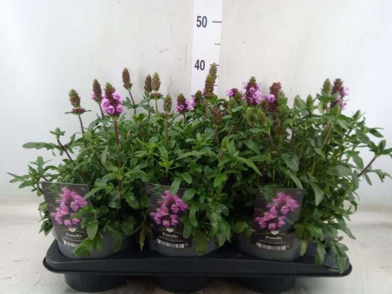 Prunella grandiflora- Nagyvirágú gyíkfű 17/40cm