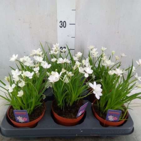 Rhodohypoxis- Kaffercsillag (Twinkle Stars White) 12/15cm